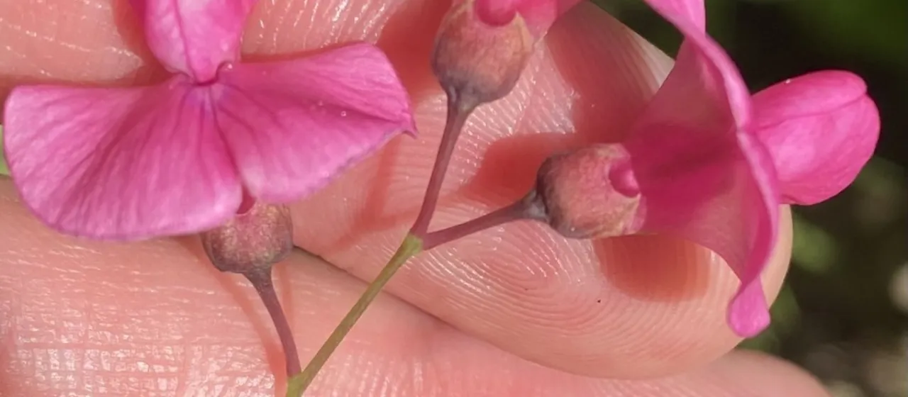 Pink vetchling