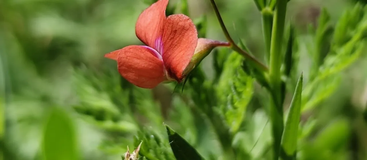 Grass pea