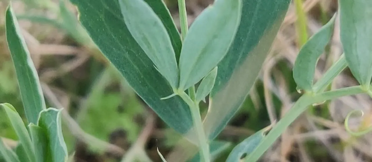 Tuberous pea