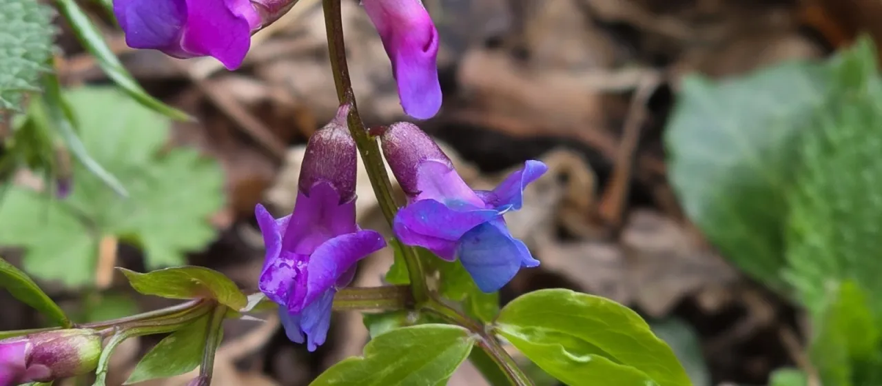 Spring vetchling