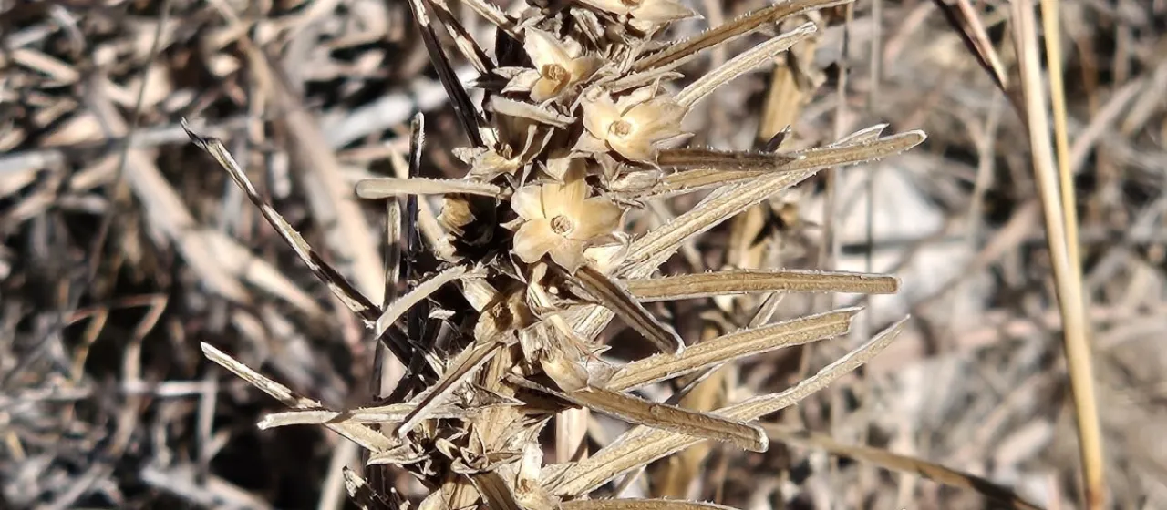 Dotted blazing star