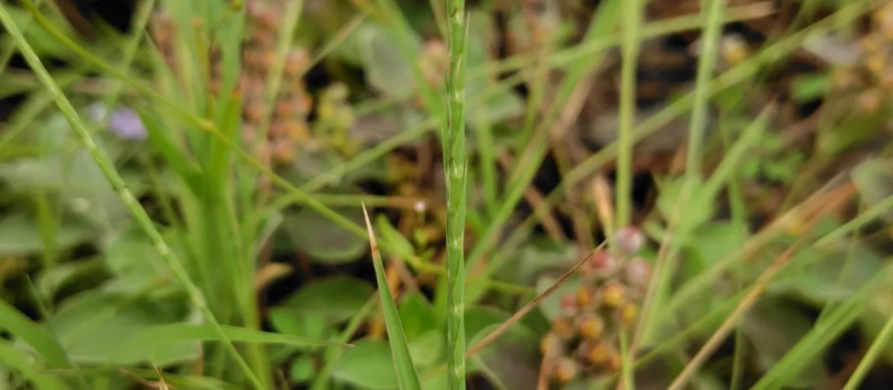 Lepturus repens