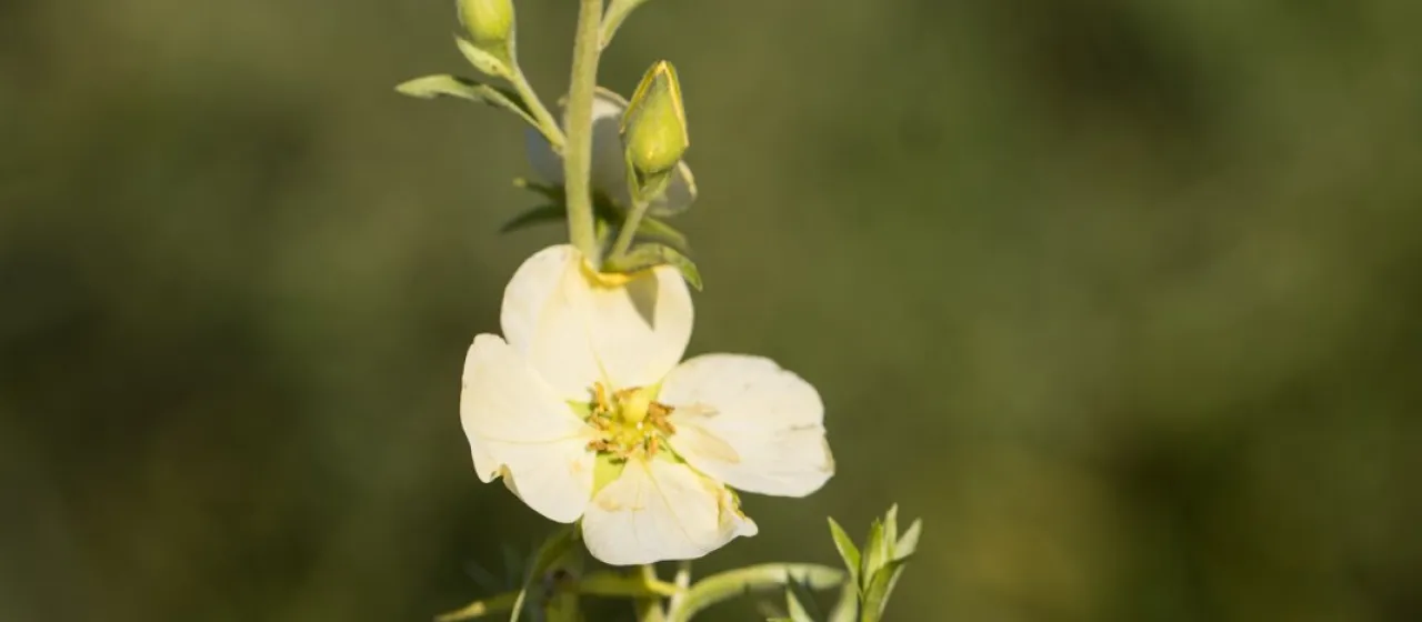 Silky Ludwigia