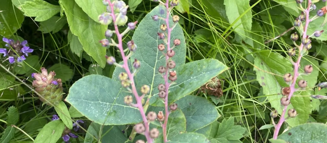 Leucothoe grayana