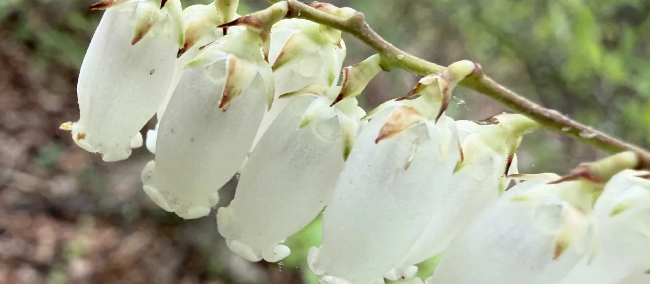 Fetterbush