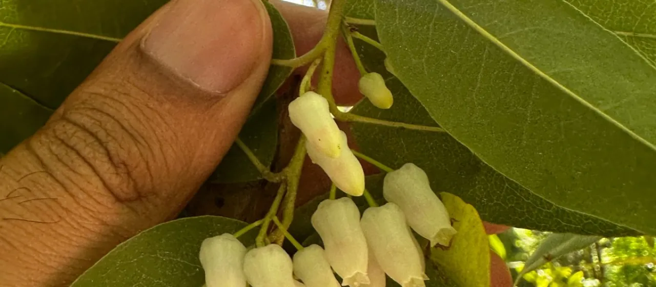 Leucothoe walteri