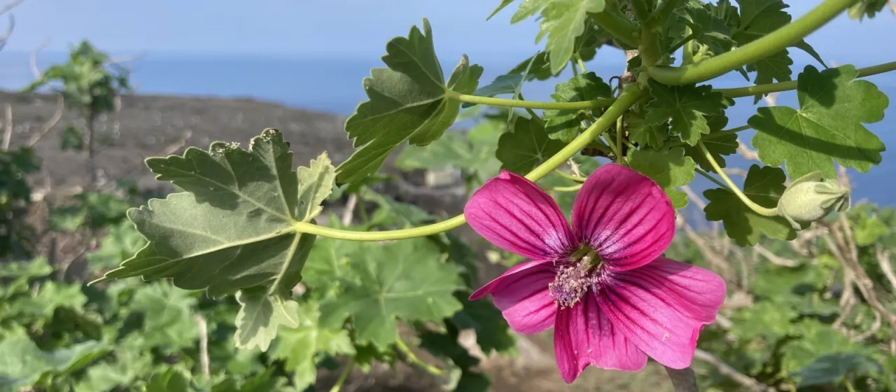 Island mallow