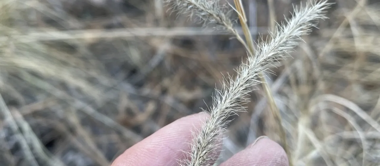 Lycurus phleoides