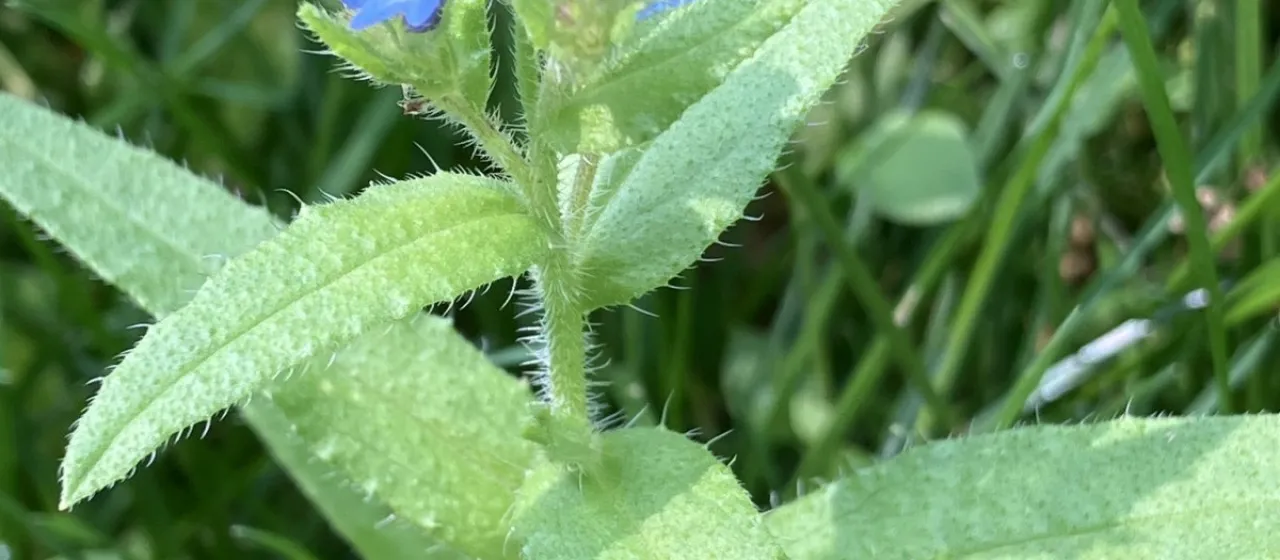 Oriental bugloss