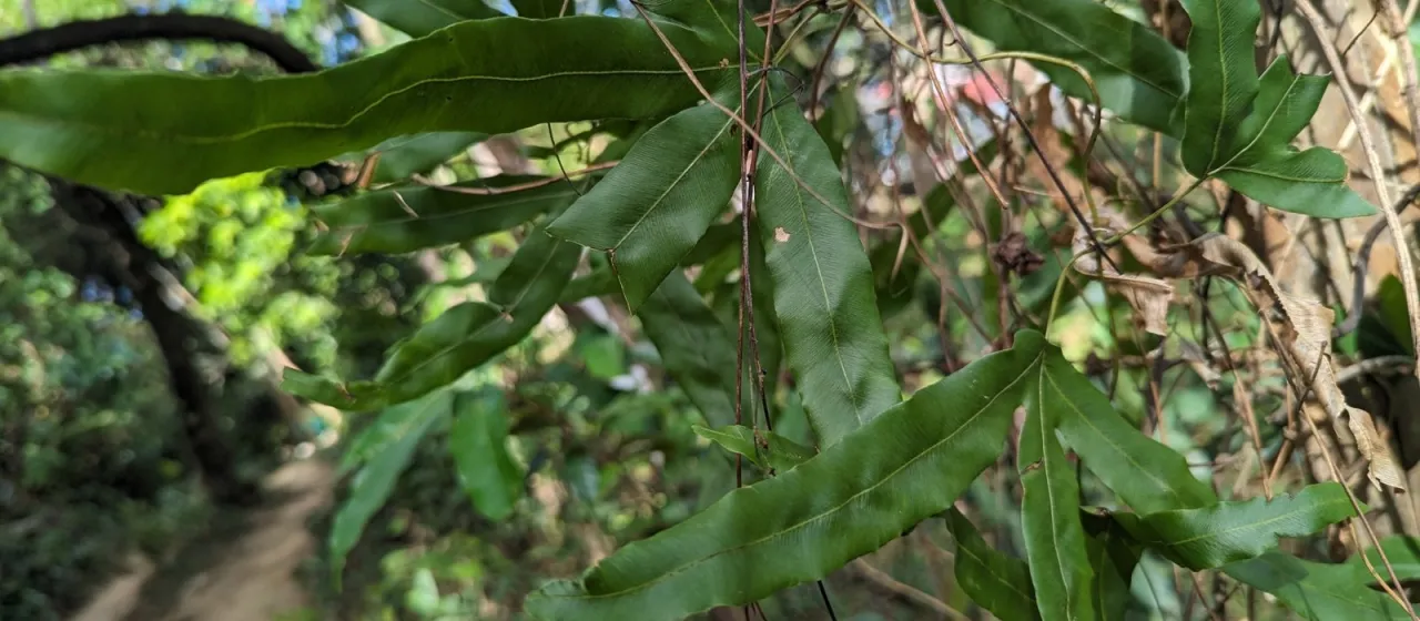 Lygodium circinnatum