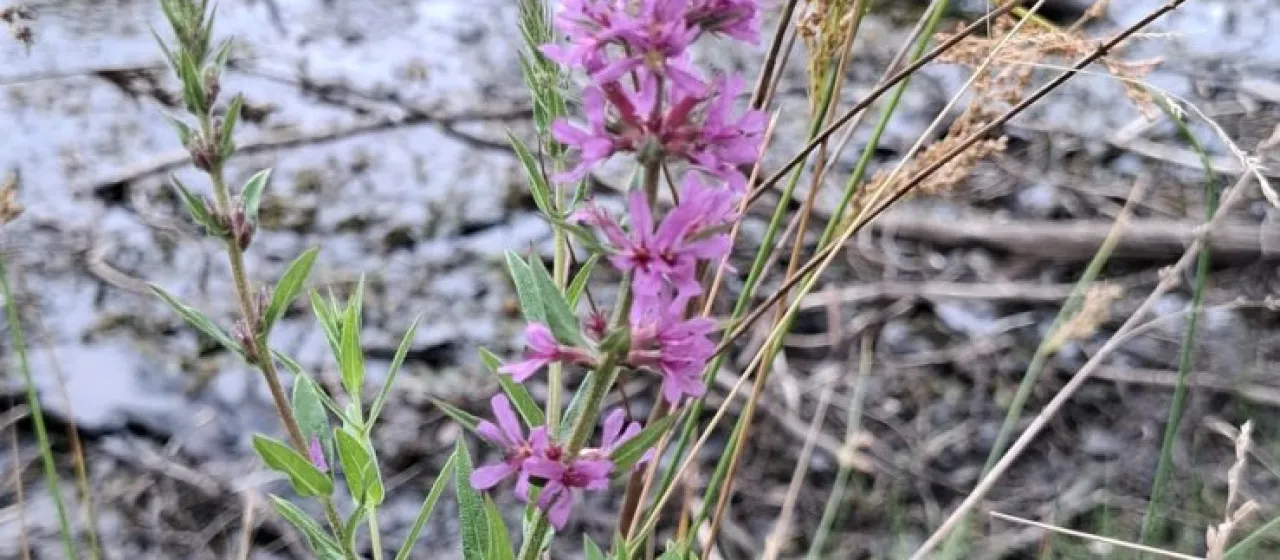 Lythrum anceps