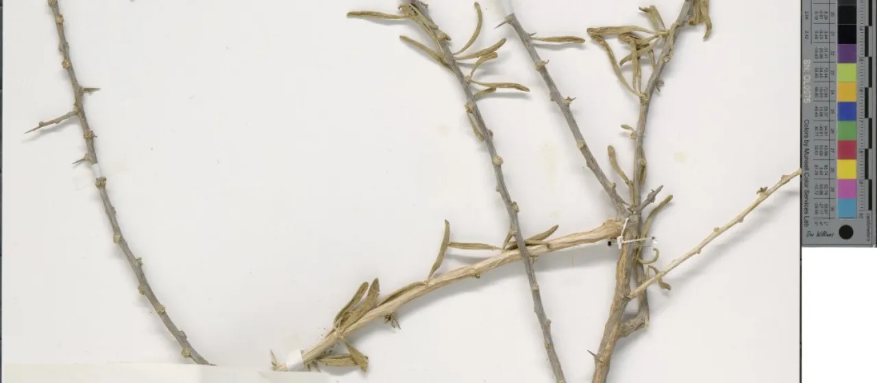 Turkmen boxthorn