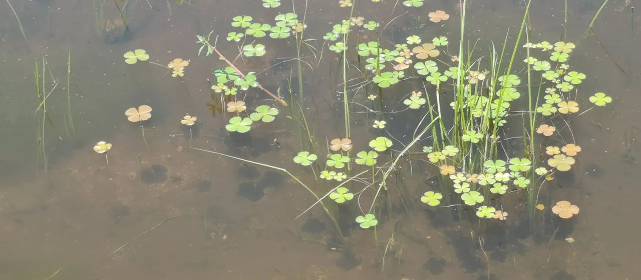 Water clover