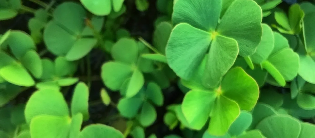Dwarf waterclover