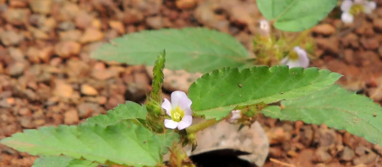 Melochia melissifolia