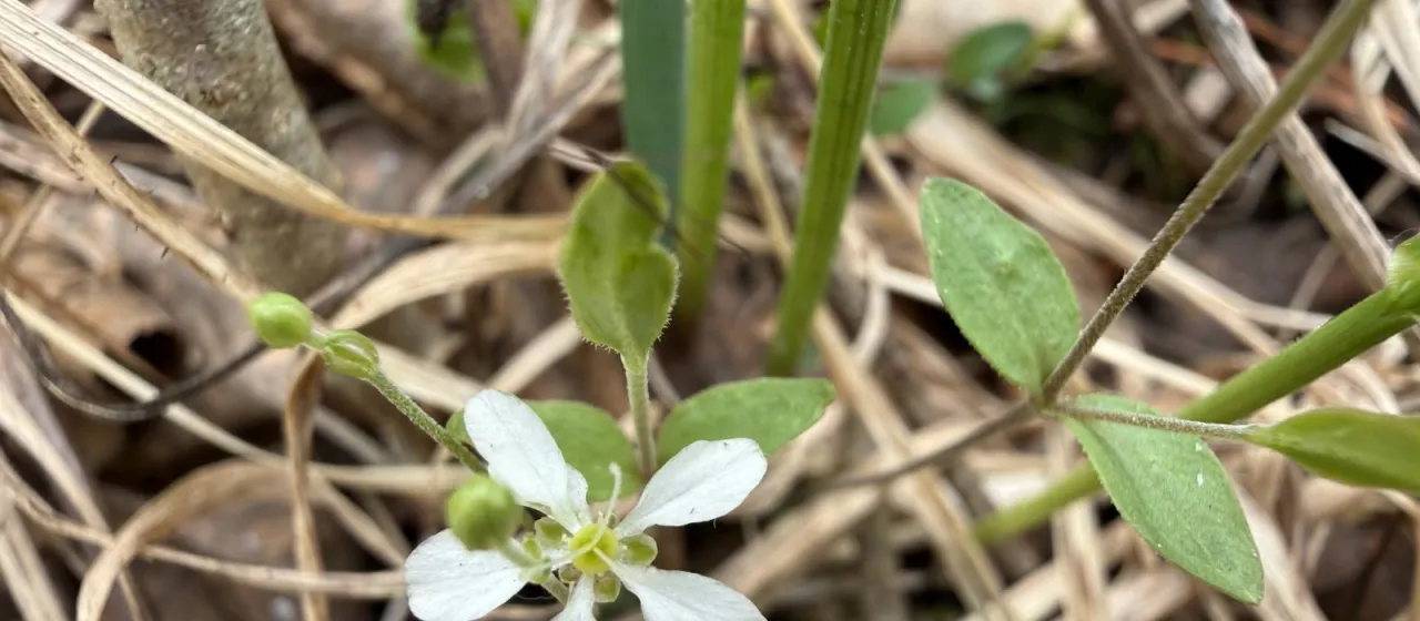 Moehringia lateriflora