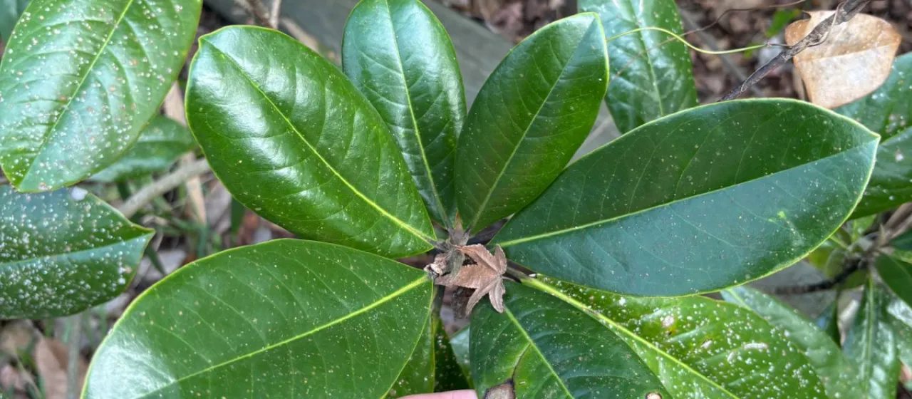 Manglietia