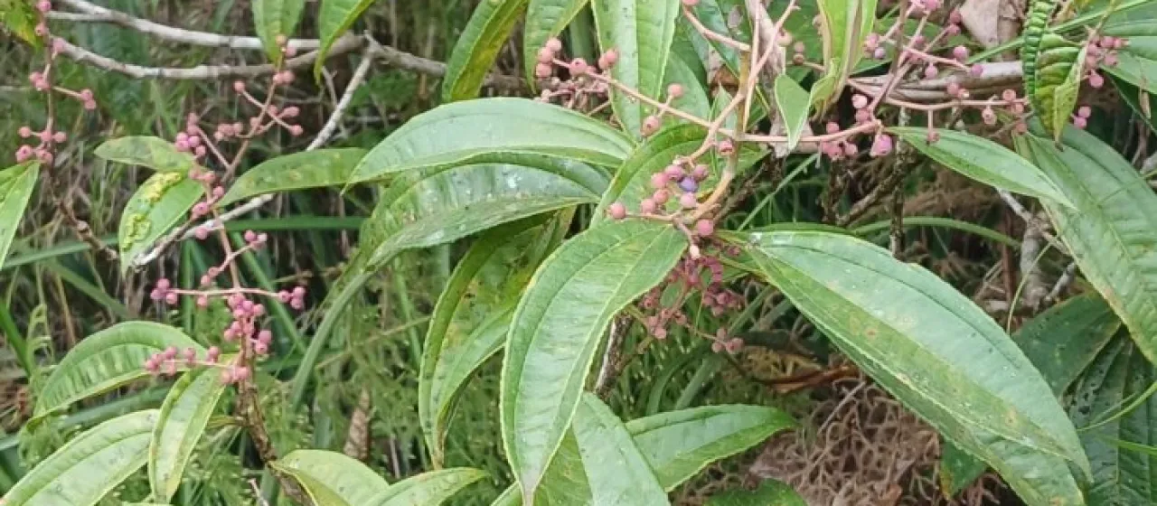 Miconia prasina