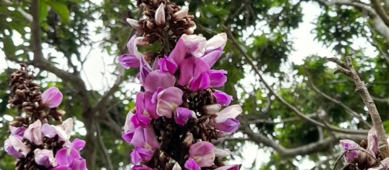 Millettia grandis
