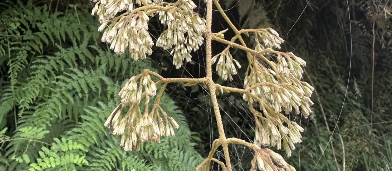 Mikania hirsutissima