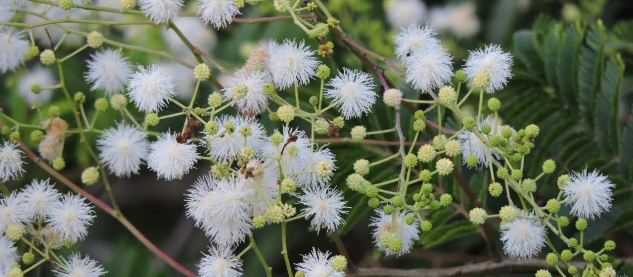 Mimosa sepiaria