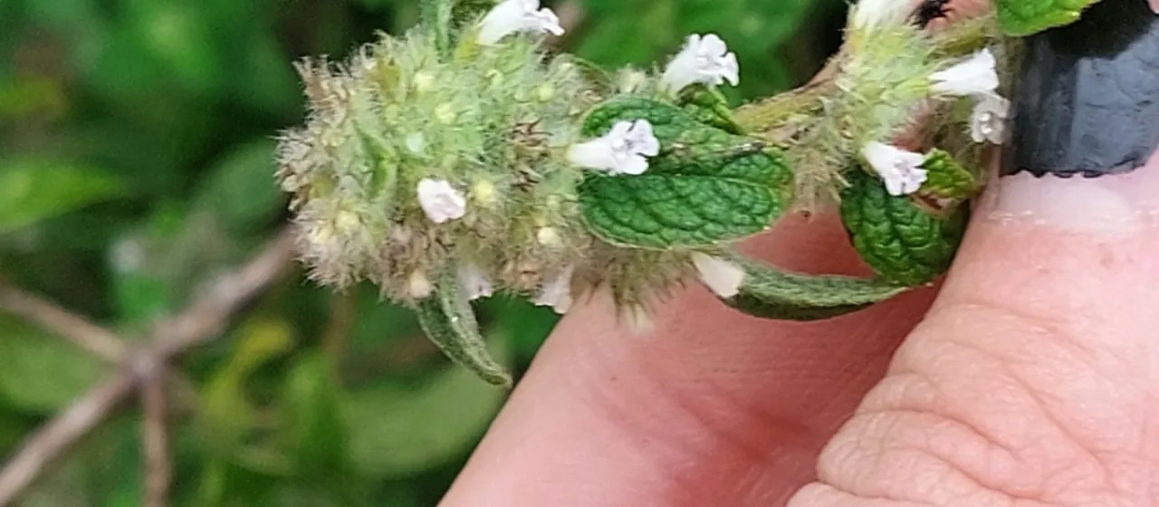 Minthostachys