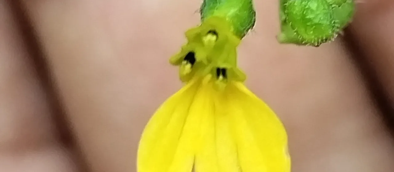 Milleria quinqueflora