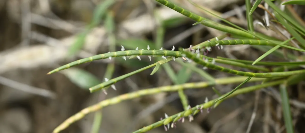 Mnesithea laevis