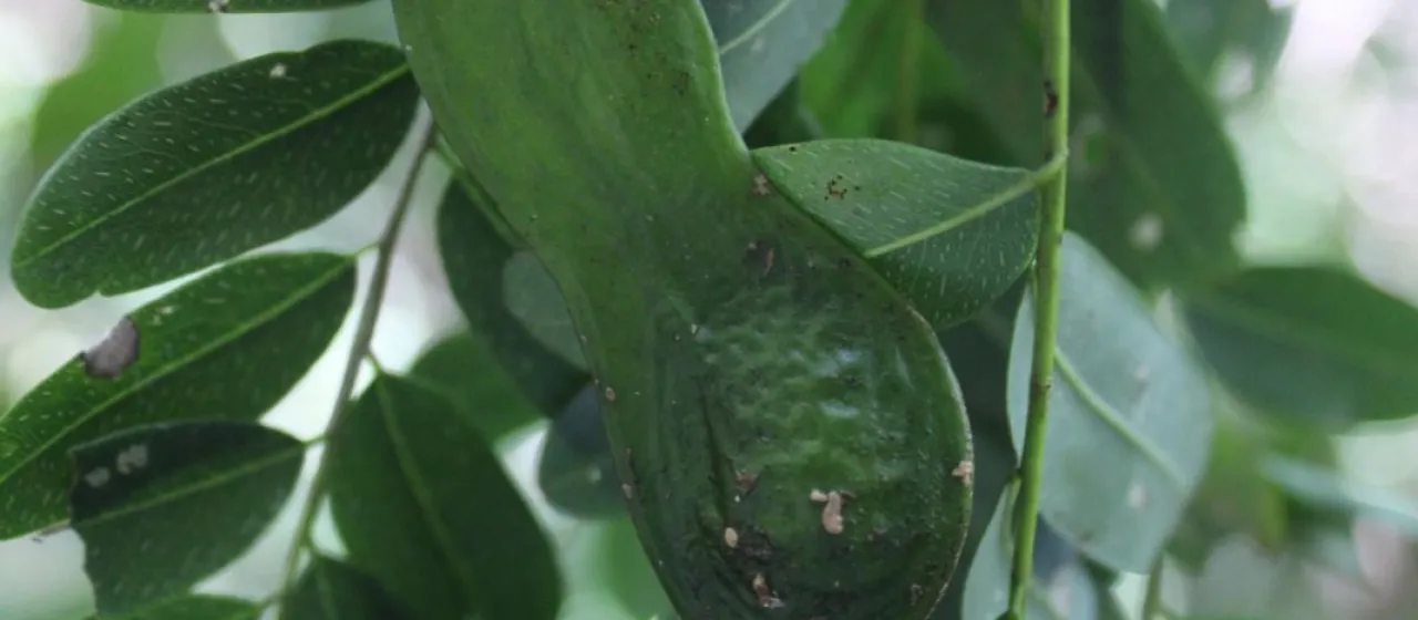 Myrospermum frutescens