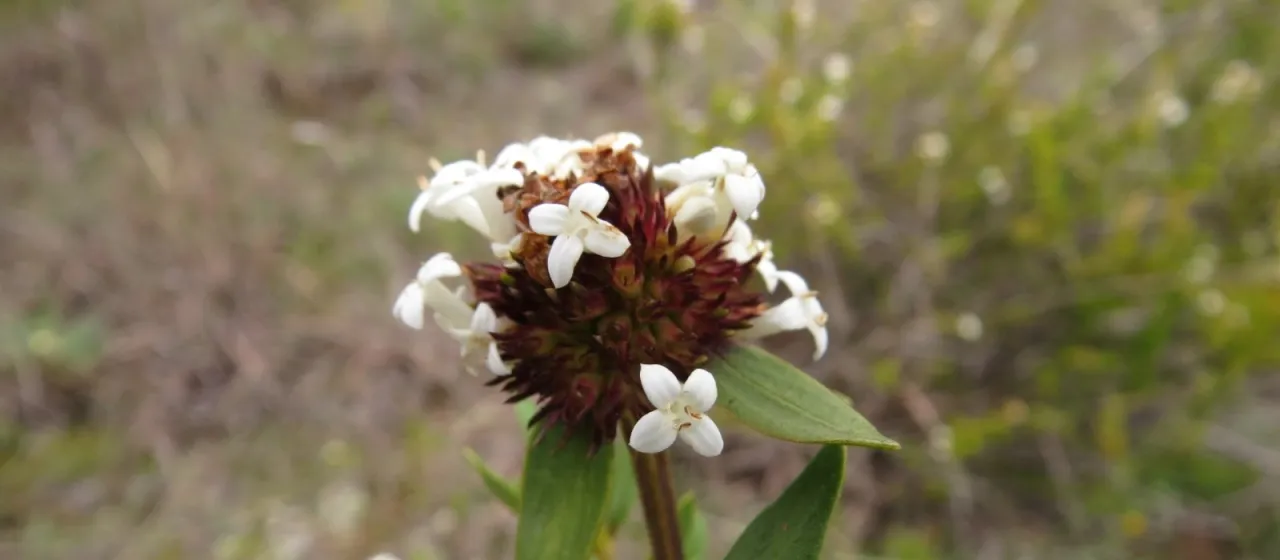 Mitracarpus frigidus