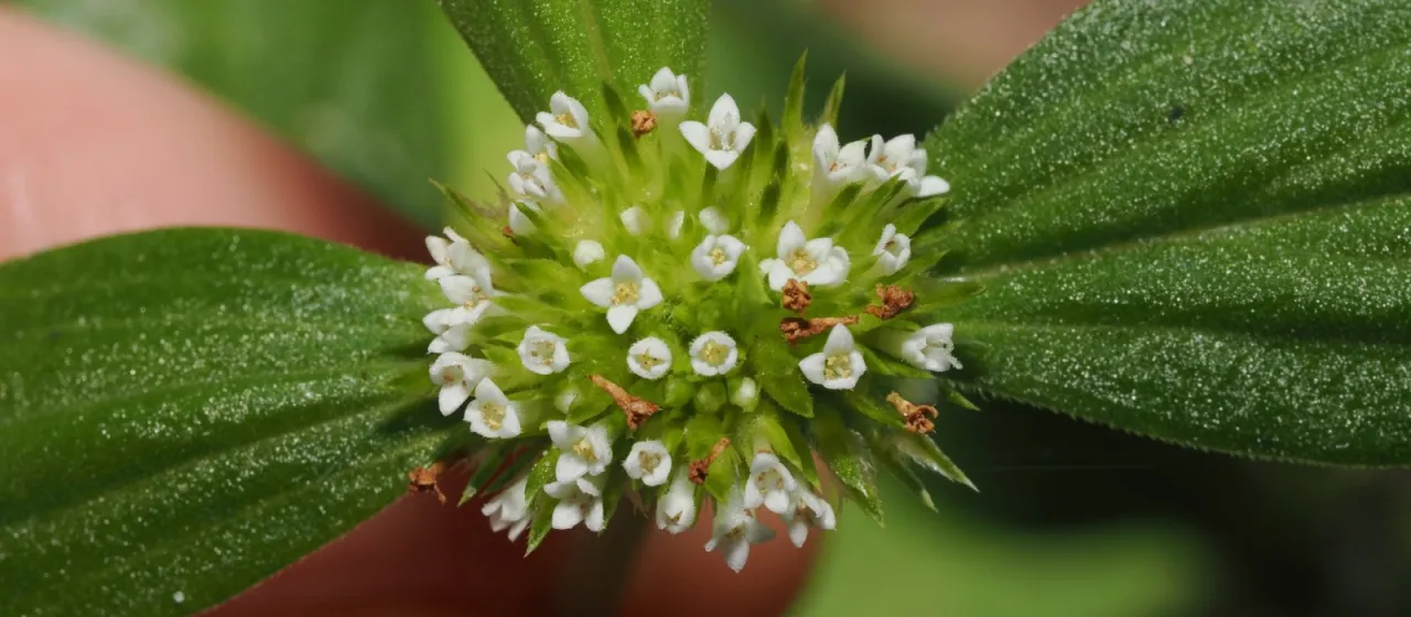 Mitracarpus hirtus