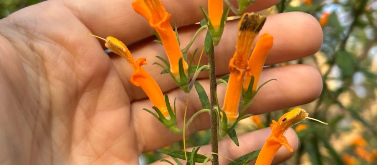 Hummingbird flower