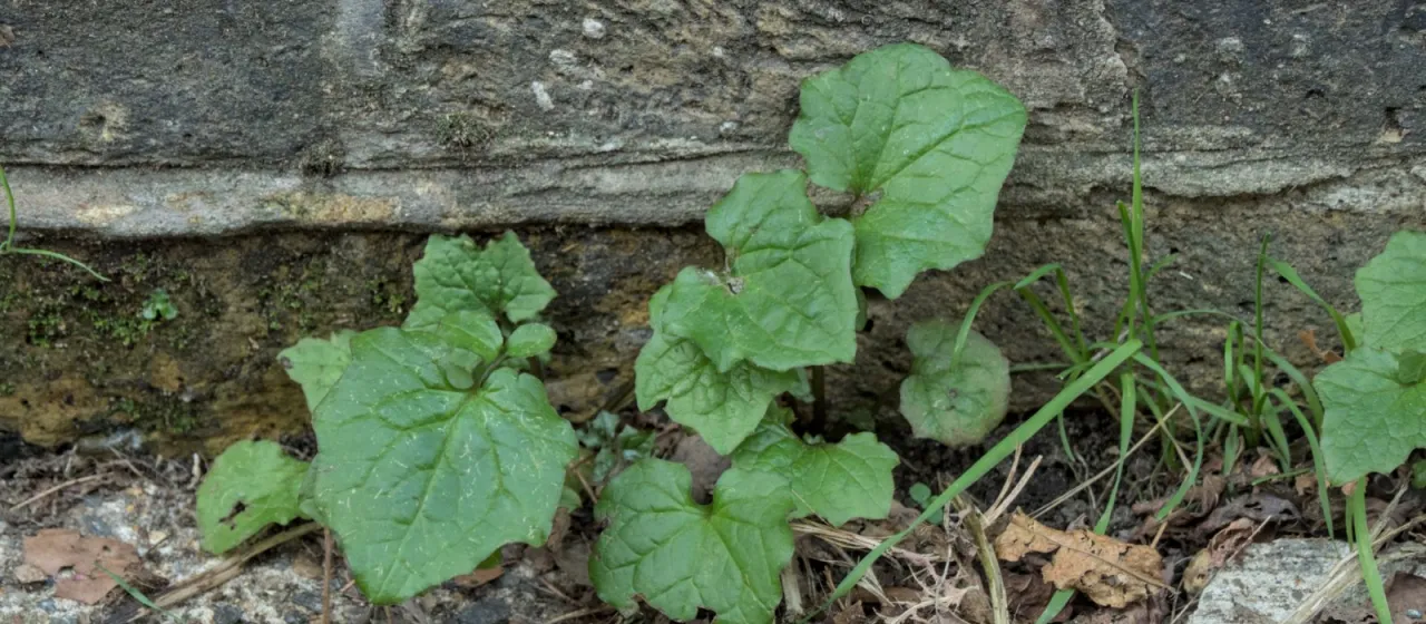 Wall lettuce