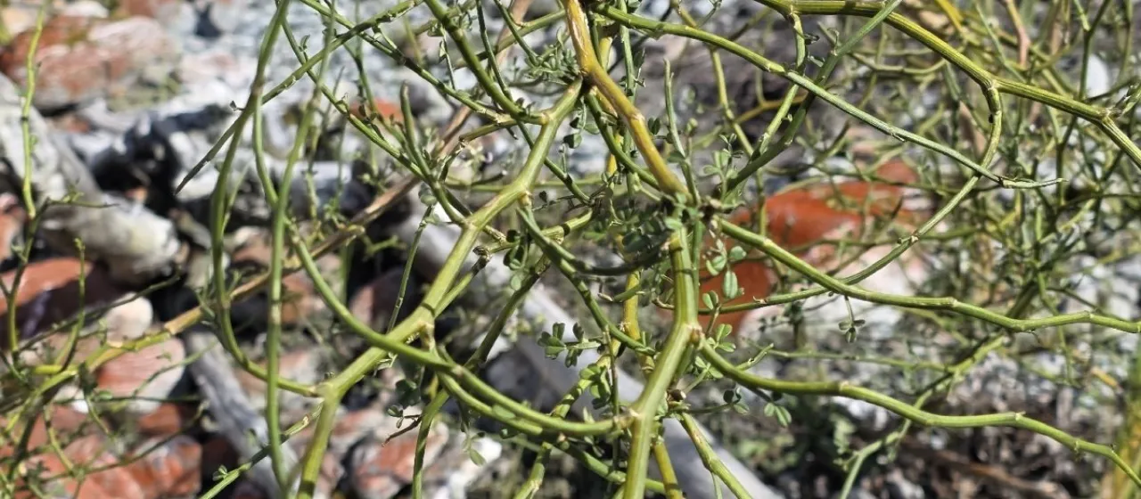 Notospartium