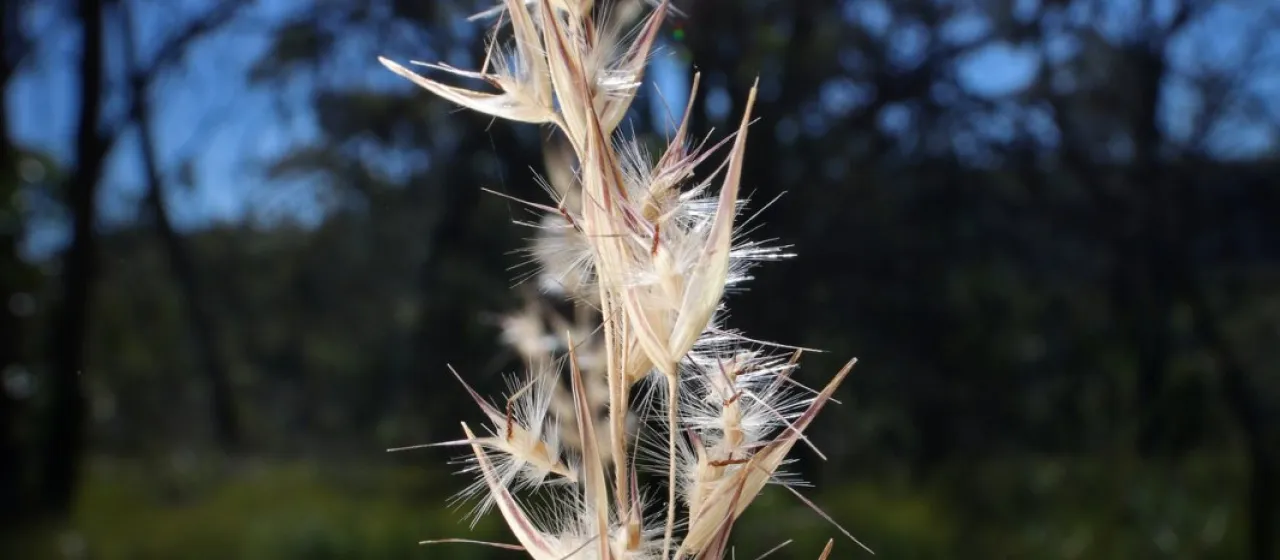 Notodanthonia