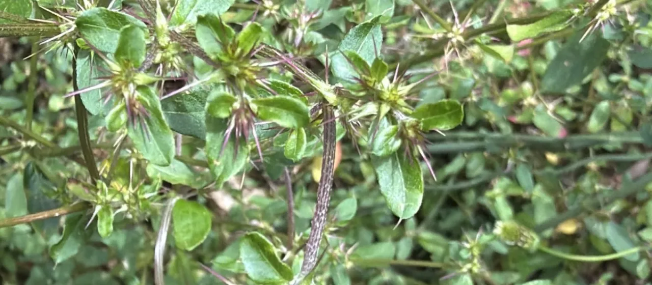 Nyssanthes