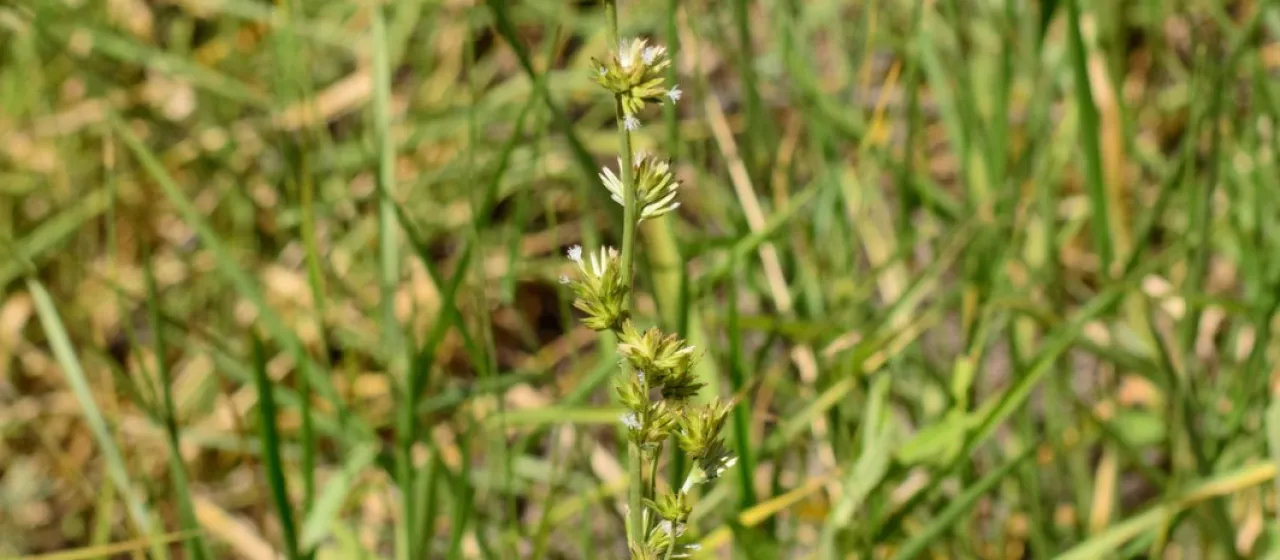 Orthopappus angustifolius