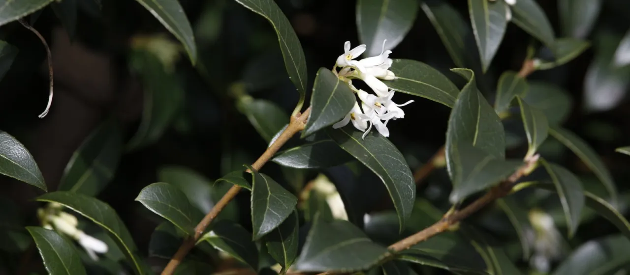 Burkwood osmanthus
