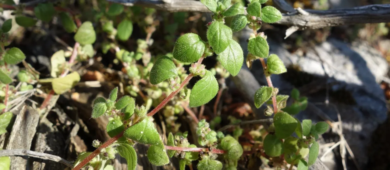 Iberian pellitory