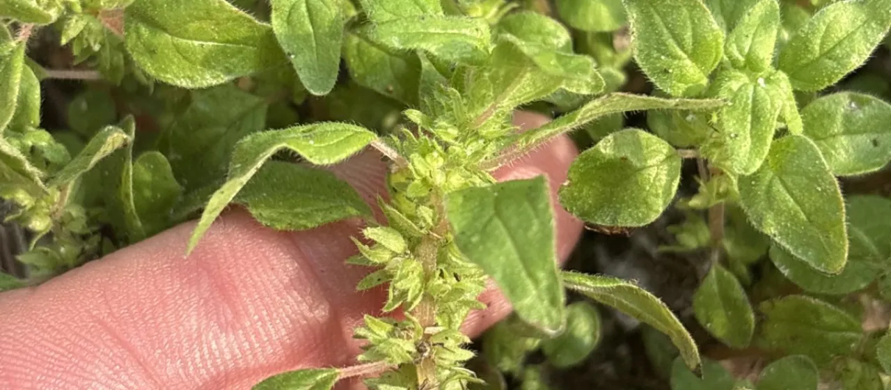 Pennsylvania pellitory