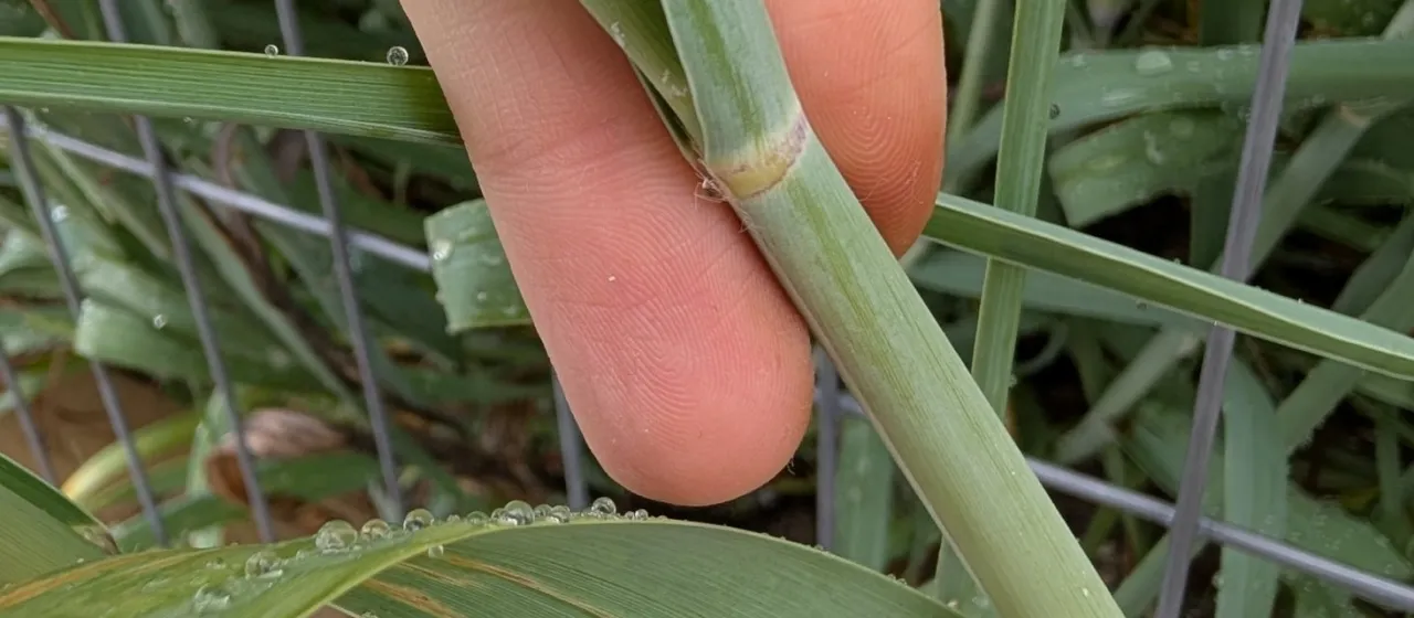 Bitter panicgrass