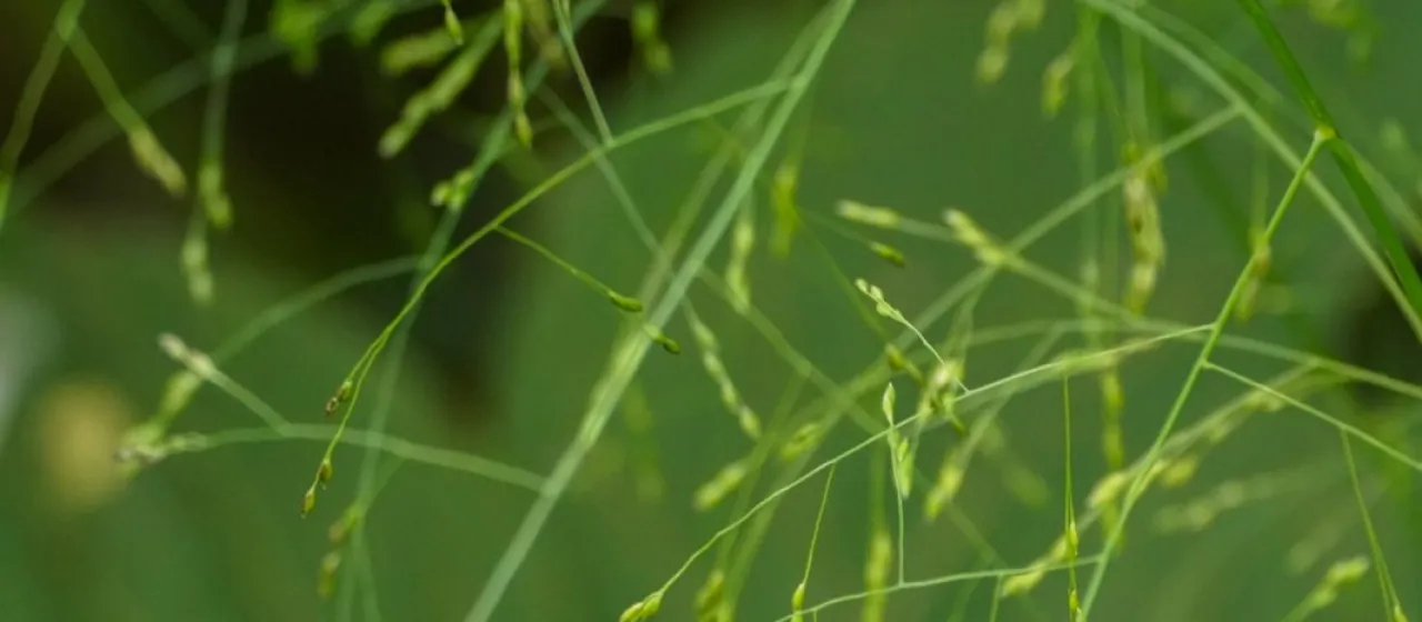Black-nerved panicgrass