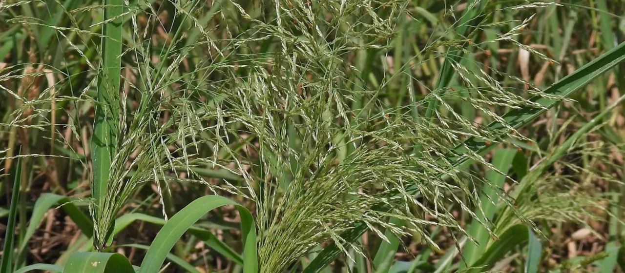 Panicum elephantipes
