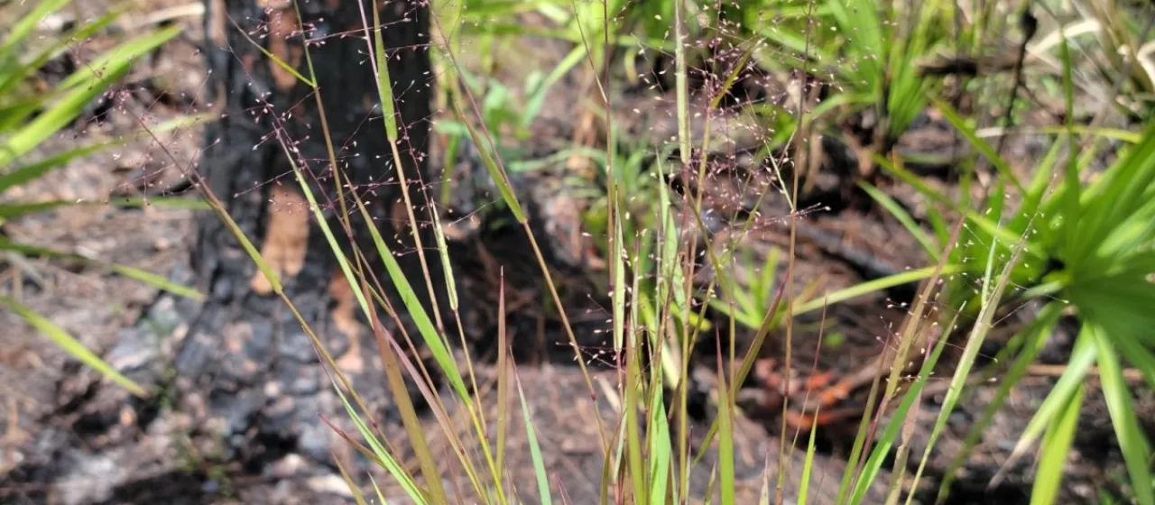 Smooth-leaved panic grass