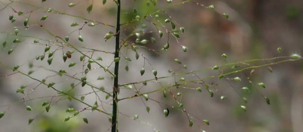 Heterostachyum panicgrass