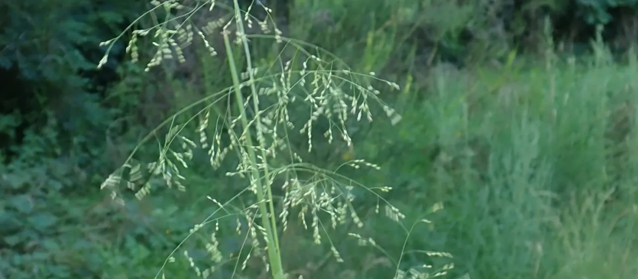 Schinz's panicgrass
