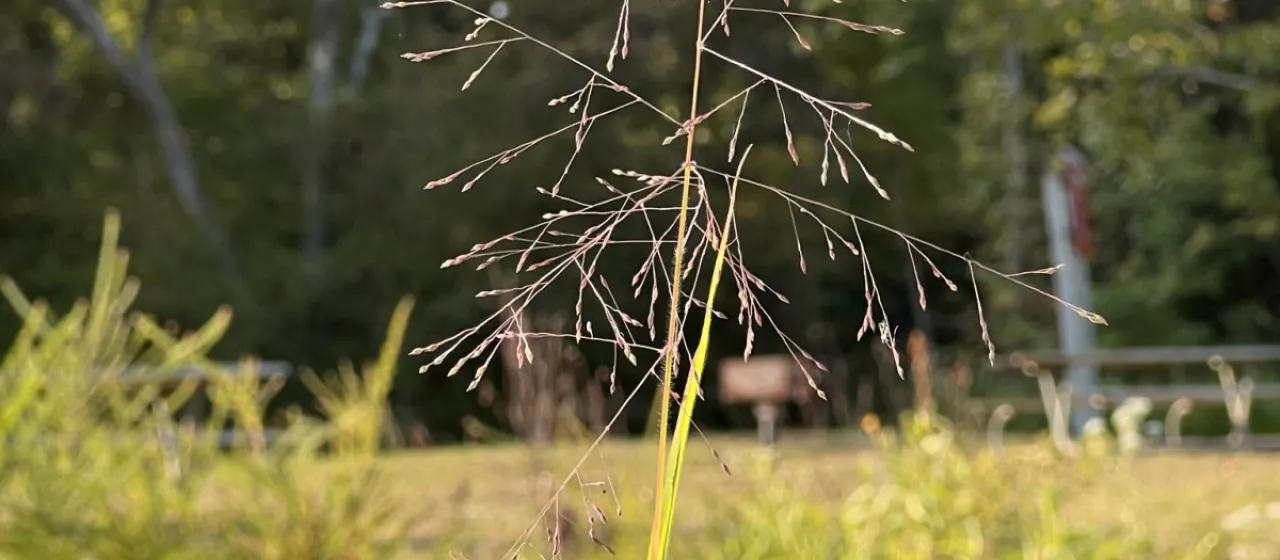 Philadelphia panicgrass