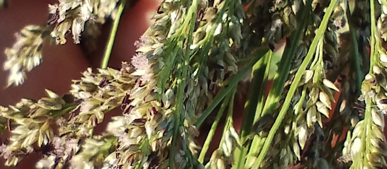 Panicum prionitis