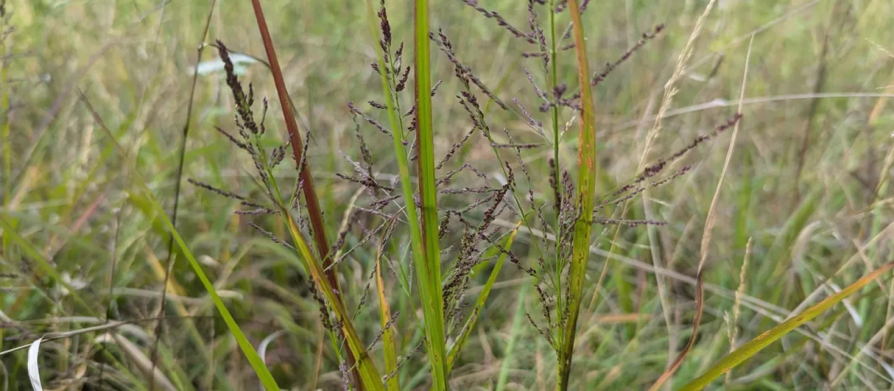 Rigid panicgrass