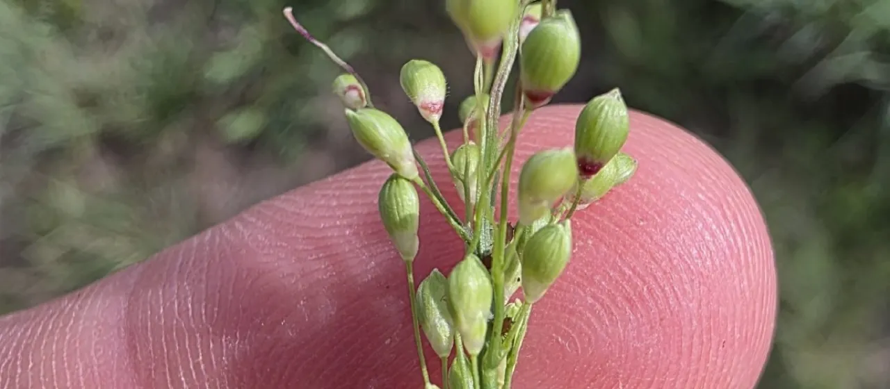 Scribner's panicgrass